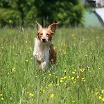 Roder Am Eifelsteig 蒙绍