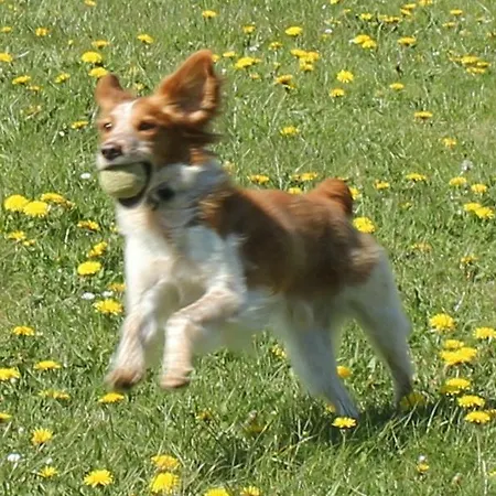 Roder Am Eifelsteig Vakantiehuis