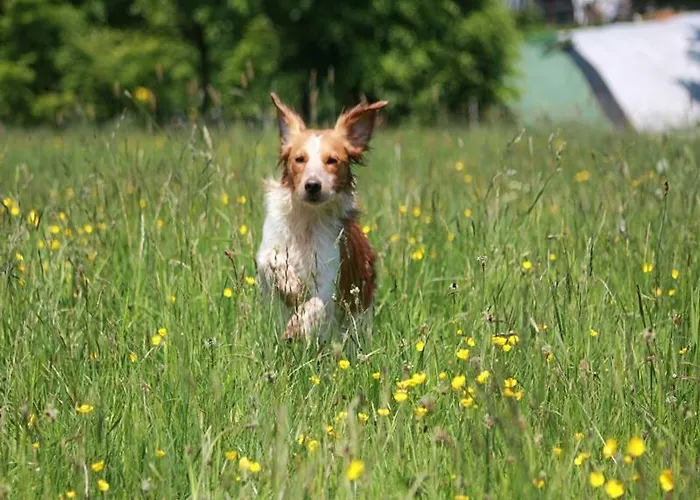Roder Am Eifelsteig Montjoie