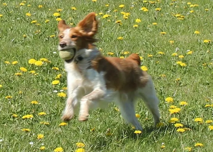 Roder Am Eifelsteig Hébergement de vacances